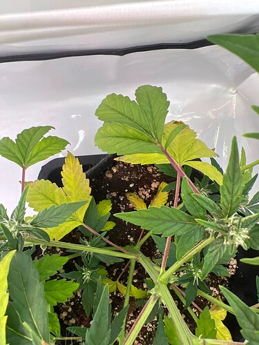 Growreport Bild 6