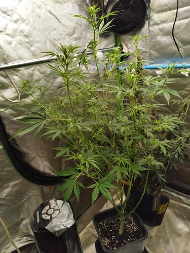 Growreport Bild 4