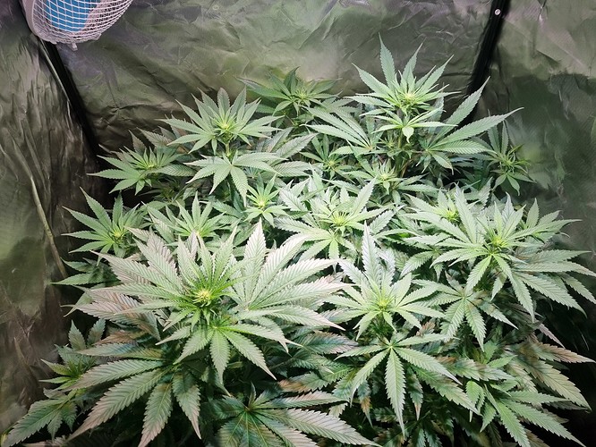 Growreport Bild 9