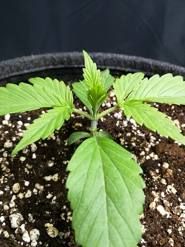 pineapple day14 d