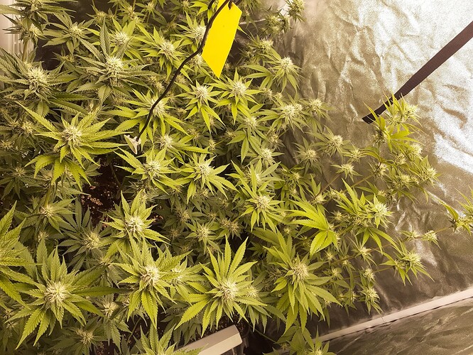Growreport Bild 7