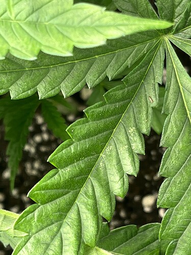 Growreport Bild 4
