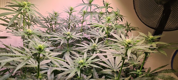 Growreport Bild 9