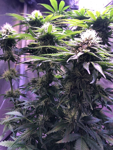 Growreport Bild 18