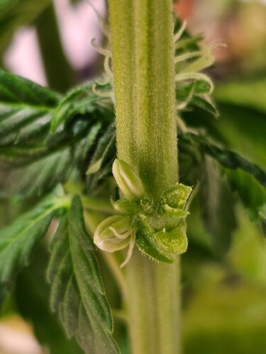 Growreport Bild 1
