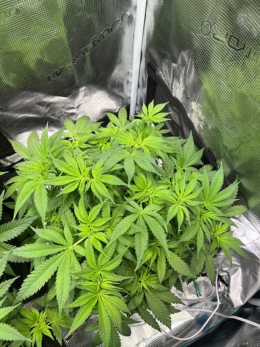 Growreport Bild 2