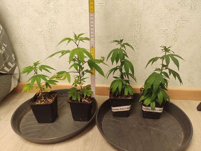 Growreport Bild 15