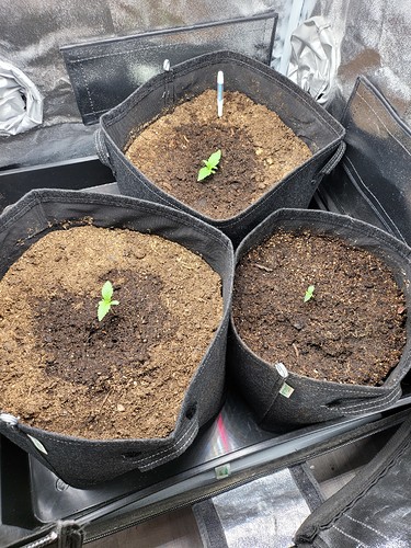 Growreport Bild 1
