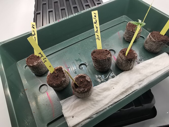 Growreport Bild 97