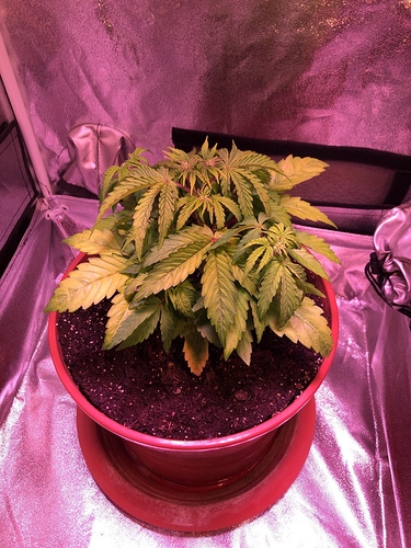 Growreport Bild 7
