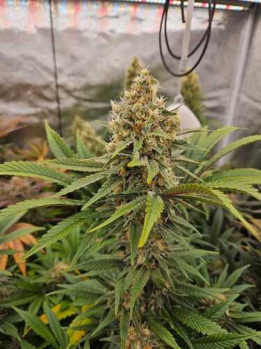 Growreport Bild 68