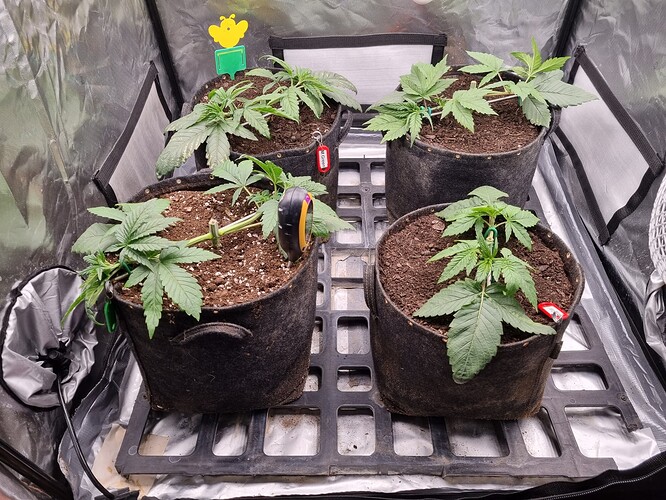 Growreport Bild 45
