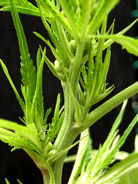 Growreport Bild 8