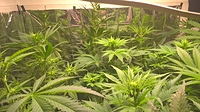 Growreport Bild 10