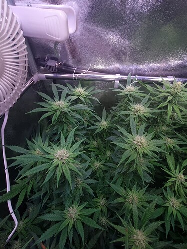 Growreport Bild 6