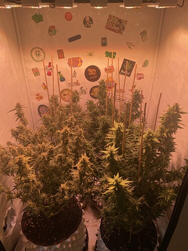 Growreport Bild 1