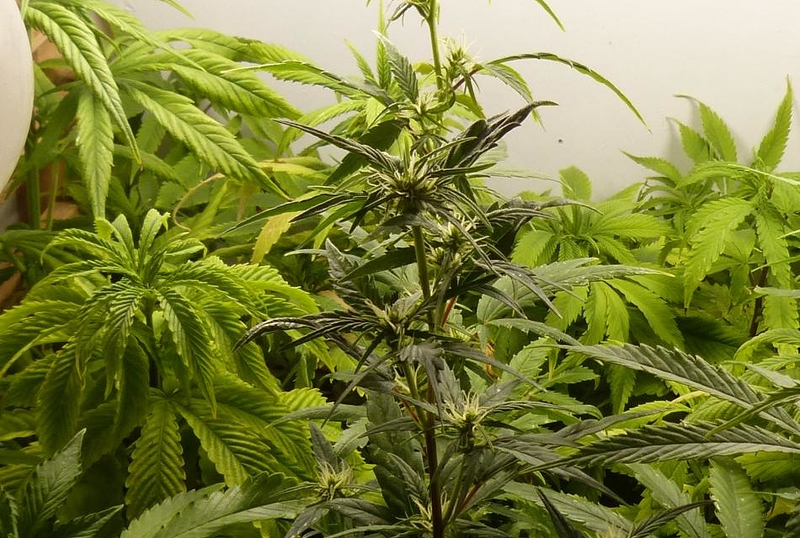 Rotationsgrow 400er NDL + LED´s