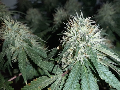 Growreport Bild 5