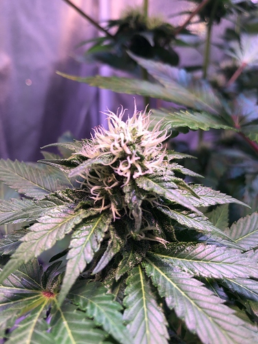 Growreport Bild 26