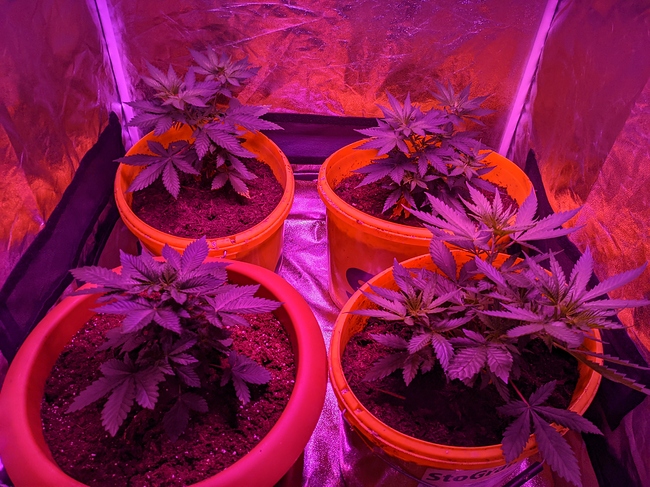 Growreport Bild 2