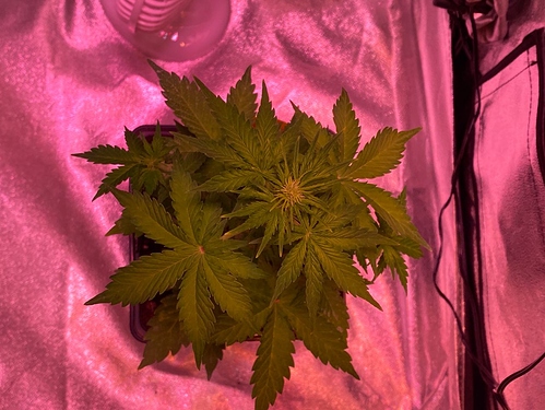 Growreport Bild 30