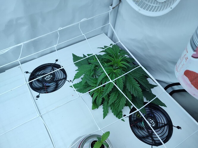 Growreport Bild 46