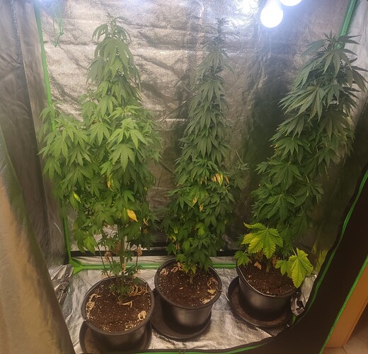 Growreport Bild 4