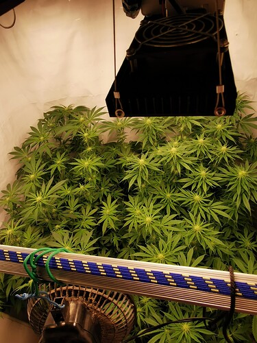 Growreport Bild 3