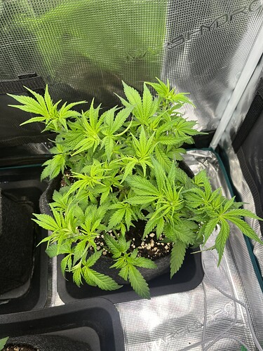 Growreport Bild 3