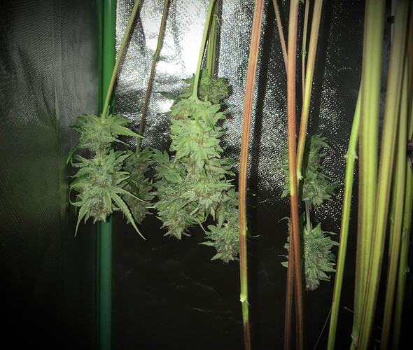 Growreport Bild 8
