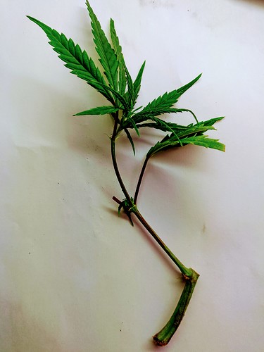 Growreport Bild 2