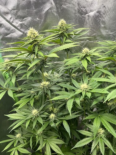 Growreport Bild 3