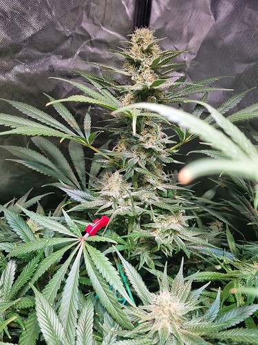 Growreport Bild 11