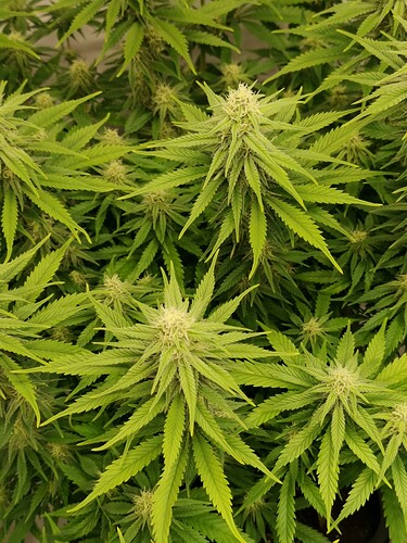 Growreport Bild 14