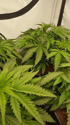 Growreport Bild 3