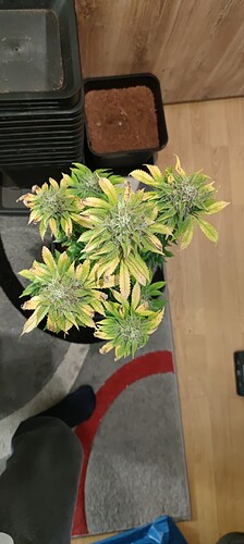 Growreport Bild 2