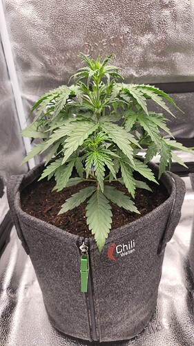 Growreport Bild 2