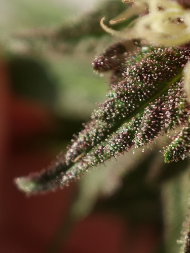 Growreport Bild 1