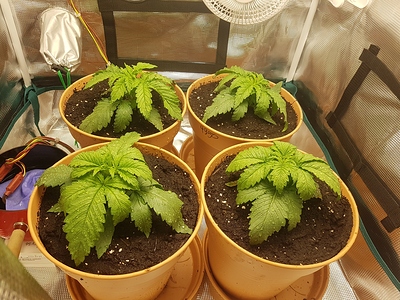 Growreport Bild 5