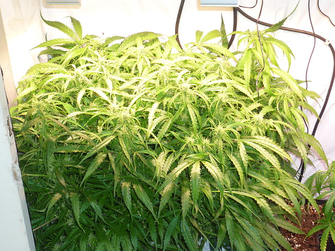 Growreport Bild 1