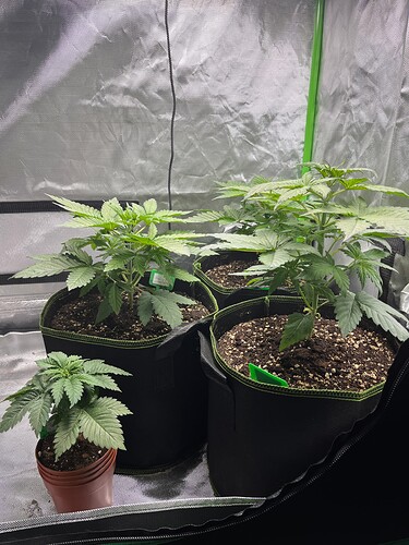 Growreport Bild 1