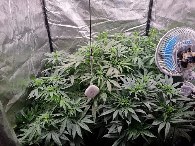 Growreport Bild 52