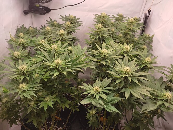 Growreport Bild 1