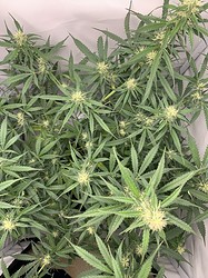 Growreport Bild 16