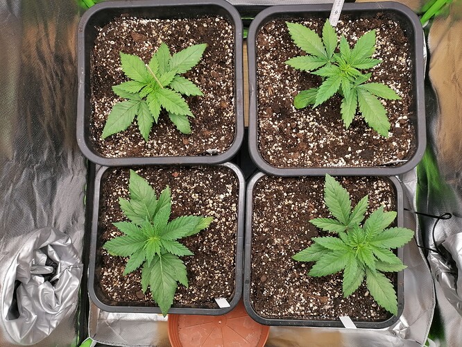 Growreport Bild 2