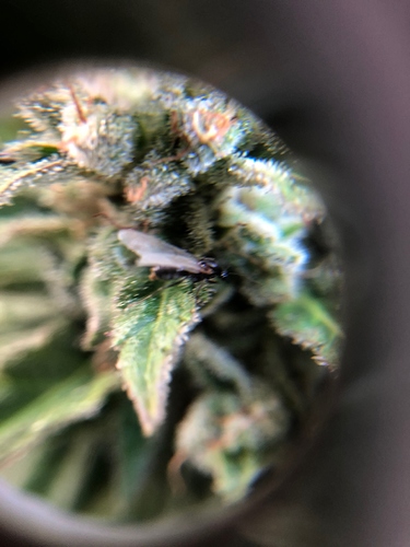 Growreport Bild 3