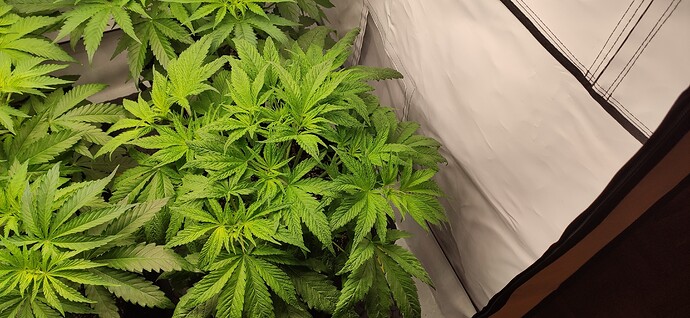 Growreport Bild 9