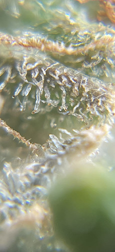 Growreport Bild 11