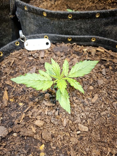 Growreport Bild 6