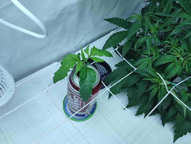 Growreport Bild 45